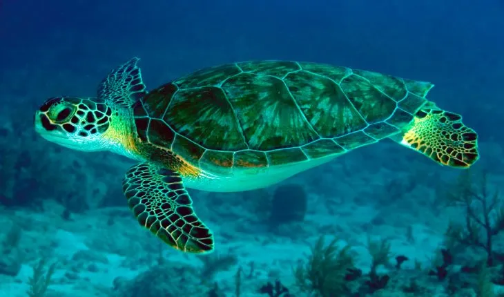 Tortugas Marinas (Akumal cercano)